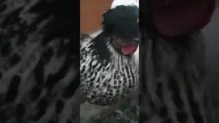Девчуля-красотуля!