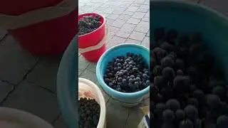 Лучший виноградный год
