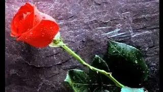 Այս խոսքերը վարդի փուշ են / Ays xosqere vardi pushen █▬█ █ ▀█▀