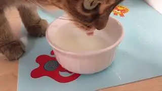 Cat Drinks Sour Milk Thinking It’s Regular Milk (GONE WRONG)