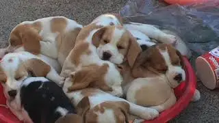 | My Dog's Cute Puppy Moments | PART 1 |