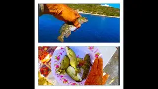 Σάλπες,σπάροι και ένας μεγάλος γωβιός