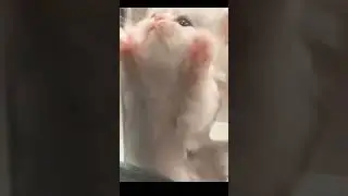 Cursed Cats Compilation! Funny and Cute Cat Videos 