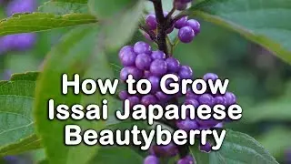 How to grow Japanese Beautyberry (Issai Beautyberry) Callicarpa Pink Flowers and Purple Berries