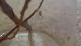 Black widow spider feeding Ep. 1