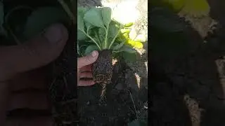 Клубника 🍓 на удаление)))