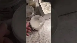 I begin to restore the starter cultures after a break in feeding