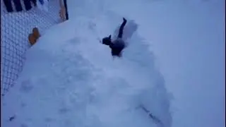 кот идёт по сугробам
