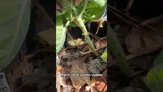 March 2024 Urban Garden Update #growbags #urbangardening #gardening