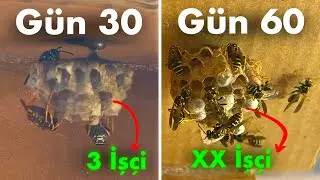 Keeping Wasps at Home | Part 2