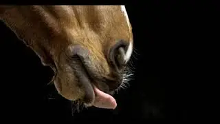 Les plus belles photos de chevaux du monde