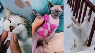 Funniest Cats Compilation 🐱🐈