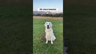 A Dogs Life Living In Connecticut 
