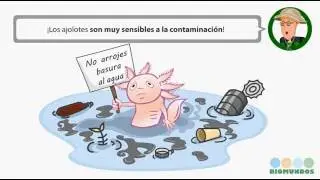 El ajolote