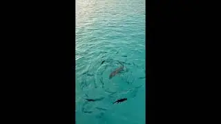 Feeding Sharks 🦈 in Maldives 🇲🇻