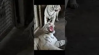 Tiger 258