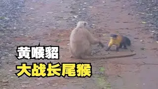 黄喉貂猎杀长尾猴，以小打大，猴子全程毫无招架之力。