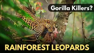 Rainforest Leopards