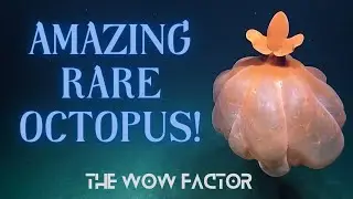 Amazing cephalopod transformations! #octopus #cephalopod