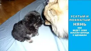 КТО ДУДОНИТ МАМОЧКУ, А КТО ТО ВСЁ РАСЛЕДУЕТ 😱 ЩЕНКИ ШПИЦА 1 МЕСЯЦ. ОКРАС ЧЕРНО ПОДПАЛЫЙ. 2019год