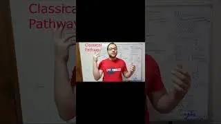Complement system