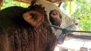 SEREMMM,,. Ori Simental Bull Monster Berkepala Barong, Seperti Dari Negara Asalnya 🔥🔥🔥