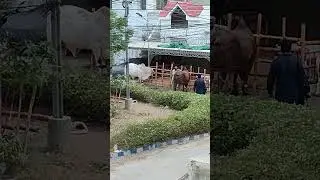 Bakra Eid especially cows