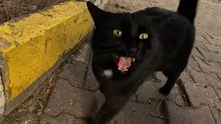 How many meows are too many meows?