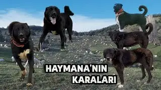 HAYMANA KARALARI !! ESKİ SOY l GAMBER EMMİNİN ANLATIMIYLA