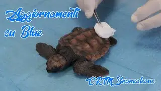 Aggiornamenti sulla baby turtle Blue
