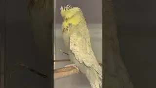#budgie #budgies #muhabbetkuşu #muhabet #periquito #viral