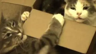 Female cat very annoyed with her brother