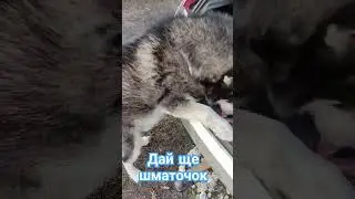Мяско