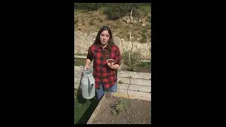 Cultiver ses tomates  : l'eau et le sol !