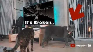The Cats FINALLY Broke This...