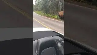 Coming close to a Bison in Yellowstone National Park!