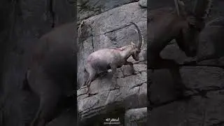 КУРЪОН УСПОКОИТЬ ДУШУ ИНШОАЛЛОХ #топ #куръон #ислам #агроном #модар #бизнес #дача #коран