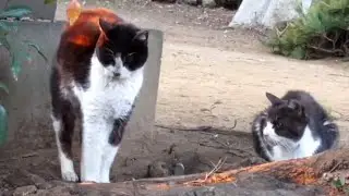 [野良猫]仲良しハチワレ猫が２匹で密会してるの可愛いすぎる！[straycat]Two cats having a secret meeting is cute!