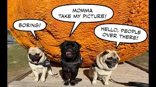 Pugs at the Pumpkin Patch