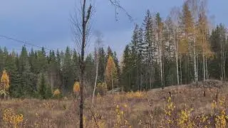 20201029 Älgar vid Rudgruvans skjutbaneområde