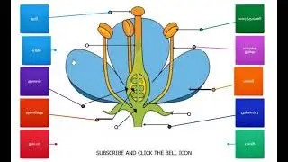 Parts of flower grade 11 exam based