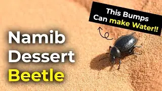 How to Beetles get water in the desert | The Bumps can make water!!