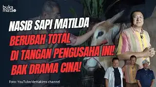 Dari Penarik Gerobak Jadi 'Anak Emas': Kisah Haru Sapi Matilda yang Bikin Netizen Mewek 