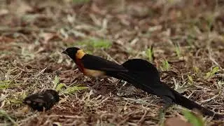 Long-tailed Paradise Whydah