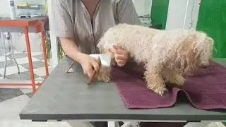 Manejo en peluquería canina. Cuerpo a tierra.