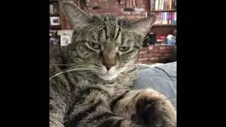 Meet the "Democratic" Cats