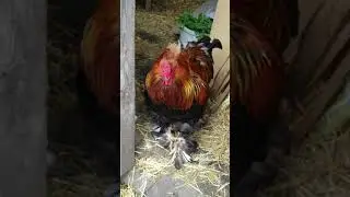 🔊 Півень брама кричить / Brahma rooster sound