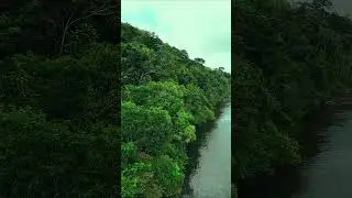 Rio na Amazônia #amazonia #djibrasil