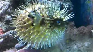 porcupinefish blows up and deflates (egelvis blaast op)
