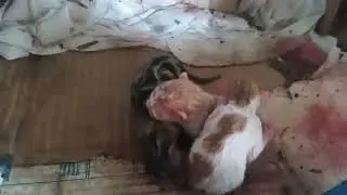 котята